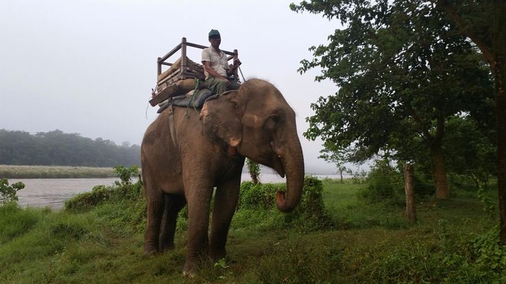 Forest and grassland on a Nepal safari